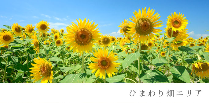 ひまわり畑エリア