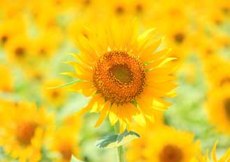 ひまわり畑エリア