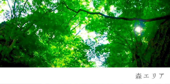 森エリア