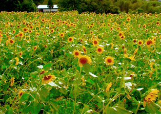 ひまわり小屋