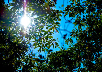 夏休み博物館とは